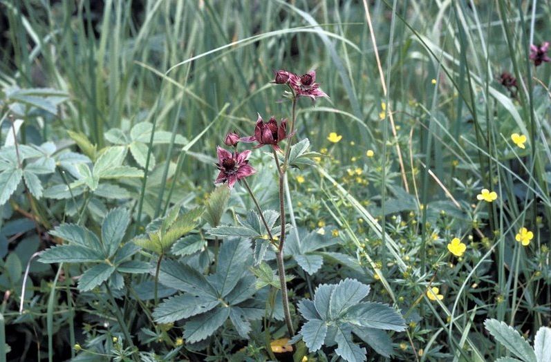 Potentilla palustris / Potentilla palustre